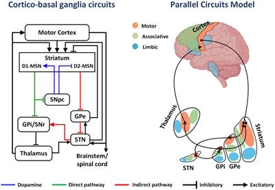 Goal-directed and habitual control: from circuits and functions to exercise-induced neuroplasticity targets for the treatment of Parkinson’s disease